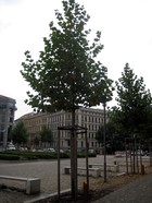 Der Patenbaum der Dt. Bank, eine Platane. Foto: Thomas Seifert.