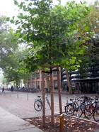 Der Förderverein der Universität weiht Patenbaum: Der Patenbaum, eine Platane (Platanus acerifolia). Foto: Thomas Seifert.