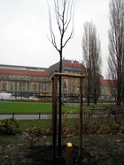 Das Ohio-Leipzig European Center am 01.12.09: Der Patenbaum des OLEC. Foto: Thomas Seifert.