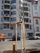 Baumpflanzung am 18.03.10 - Der Patenbaum der ESG und KSG. Fotograf: Thomas Seifert.