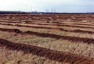Pflanzung durch die Stiftung Wald für Sachsen in Rötha (1999). Foto: Stiftung Wald für Sachsen.