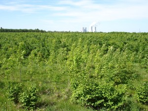 7 Jahre später: Rötha (2006). Foto: Stiftung Wald für Sachsen.